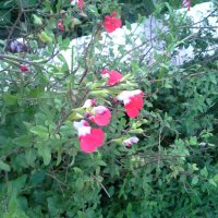 AL Presidiuos (@presidiuos) Twitter profile photo