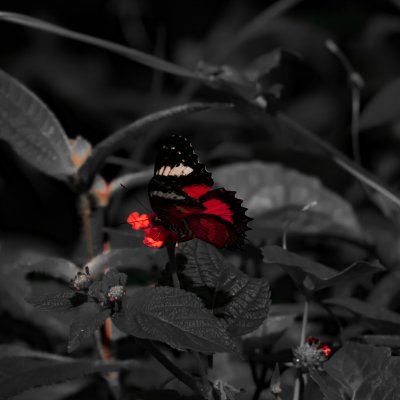 I'm a photographer who obsessed with color and nature
Opensea : https://t.co/HE5Atisk4F
IG : pp.alif