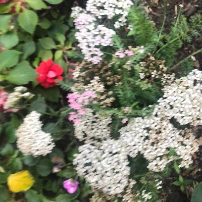 whisper2orchids's profile picture. Mother,Grandmother,Makeup artist,Orchid whisperer.