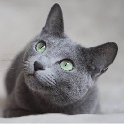 マルチバース理論との融合を目指しクァンタムダイアゴナルロングショートの理論を実証実験しています。政策に関心はあれど政党に関心はないです。市井の筋トレサラリーマン リツイートは賛同を示すものではありません。