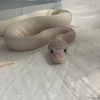 SuJ8rK0x4tGERMc's profile picture. 01 ♂【20】🎯🎣🐍 可愛い蛇を飼育しています🐍 このアカウントでは、私が飼育している爬虫類の投稿をして行きます。🐍🦎🐢 また、ストーリーでは日常の事をあげて行きます｡ ➡️➡️➡️ぜひ話しかけてきてください！⬅️⬅️⬅️ ~ ~ #ボールパイソン #メキブラ #コーンスネーク