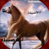 ⭐️الأصييًلة⭐️(@alaseelah_00) 's Twitter Profile Photo