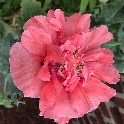 BrigidRosee's profile picture. 