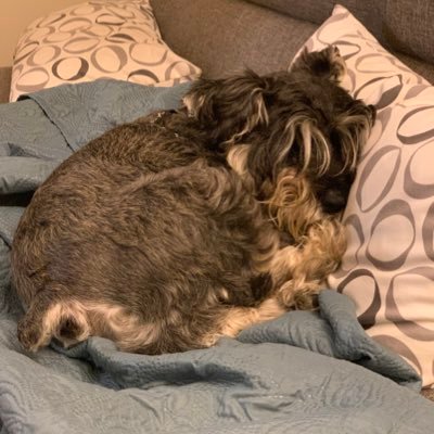 I am a miniature schnauzer service animal. My pa needs my help so that's what I do. Of course I don't have thumbs so I type like you would imagine...