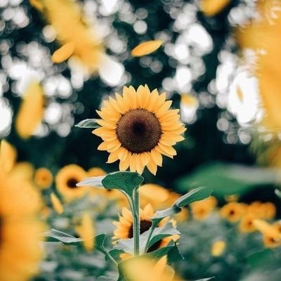 But I'm a sunflower, a little funny; If I was a rose, maybe you'd want me; If I could, I'd change overnight; And turn into something you'd like.