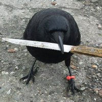 Its A Crow (@itsanothercrow) 's Twitter Profile