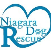 Bringing rescued dogs to Niagara 🇨🇦 for their turn at a life they've always deserved