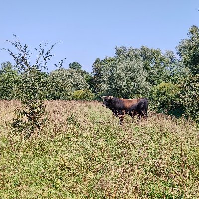 NatureBasedSolutions, natürliche Prozesse entfesseln, Landschaft heilen UND Strom erzeugen