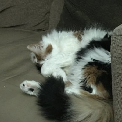 CvRedblack's profile picture. 