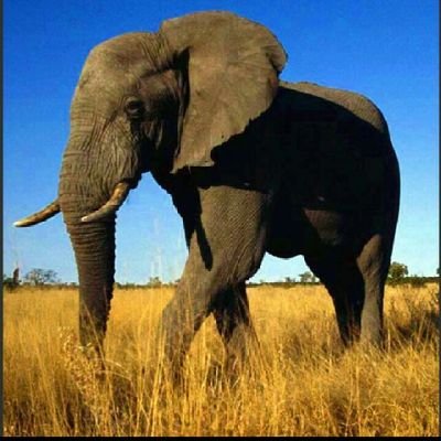 GDHAMODHARAN16's profile picture. I AM INDIAN ,இன்னும் சிறப்பு நான் தமிழன்