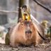 Coconut Dog (@funwithgoats3) Twitter profile photo Coconut Dog (@funwithgoats3) Twitter profile photo