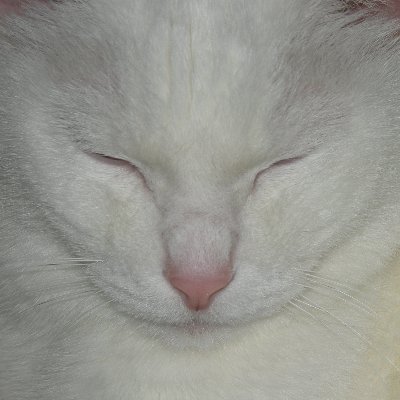 節子メニアさんのプロフィール画像