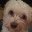 Andre Major - @andremaj - Twitter