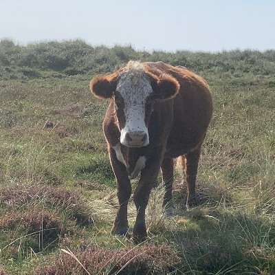 Koosiescorner's profile picture. VV Geel Wit