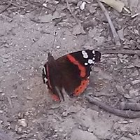 cuppadacuppa (@cuppadacuppa1) Twitter profile photo