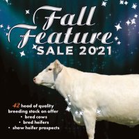 Fall Feature Charolais Female Sale (@fallfeature) 's Twitter Profile