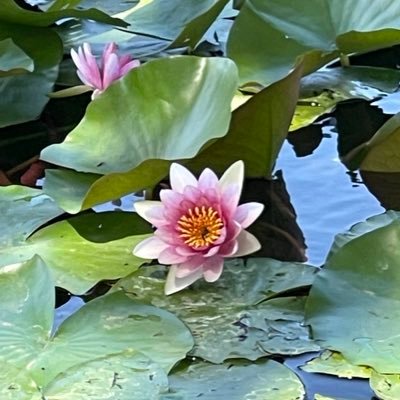 JoanOnirocritic's profile picture. La meva passió: ajudar-te a esbrinar què volen dir els teus somnis i senyals i resoldre, amb la seva comprensió, el que t’impedeix gaudir de la teva vida…i mès…