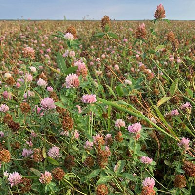 SKForageSeed's profile picture. SFSDC assists the development of the Saskatchewan forage seed industry through a refundable check-off on forage seed grown in the province, except alfalfa seed.