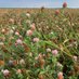 Sask Forage Seed Development Commission (@skforageseed) Twitter profile photo Sask Forage Seed Development Commission (@skforageseed) Twitter profile photo