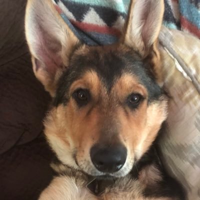 Be a Net Positive. Think. Be Kind. Dogs. 🇺🇸➡️ https://t.co/DcCoD85Q9L