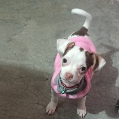 ¡Aquí se aman los perritos, la diversidad y todo lo que de ternura! Chile vive en mi corazón. 🌶️🐶🐕🐕🦺🐩🦮