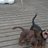 Zeke_the_Doggie's profile image