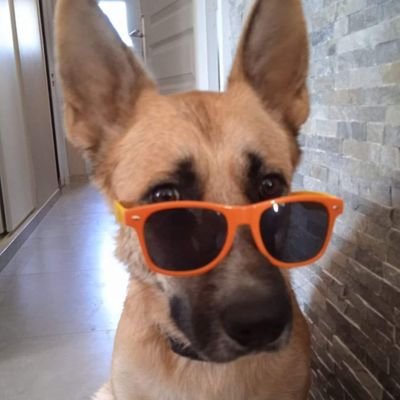 Leonidas306301's profile picture. trollshipping amateur