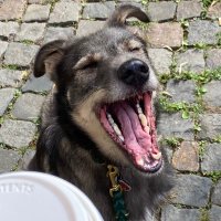 unfreundliche_bitch (@unfreundlicheb) Twitter profile photo