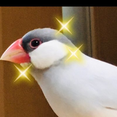 UMusicals's profile picture. 鳥飼。🔔🌹ファン。外国観劇四季宝塚東宝ストプレ小劇場。ハンナアーレント吉本隆明。