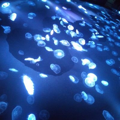 xxxhumiya's profile picture. 献立をつぶやく。腐をつぶやく。きゃわきゃわ動物をリツイートする。社畜の嘆きを吐き出す。推しを推す。
在宅勤務がなくなったのでかわいいを探しています。