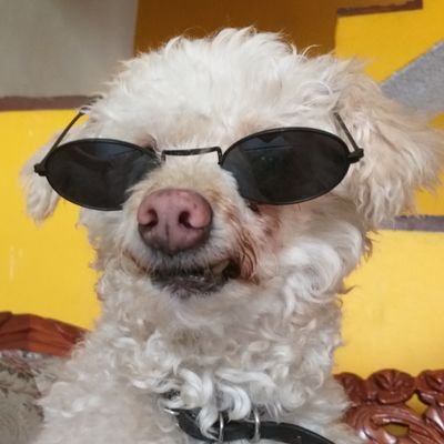 I am a🦄and a 🌠| 🧠 fan | professional wild dreamer | mexa 🇲🇽 | 100% random | spanglish | tired of life💖 | me gusta el té 🍵 | fluent in trash👌