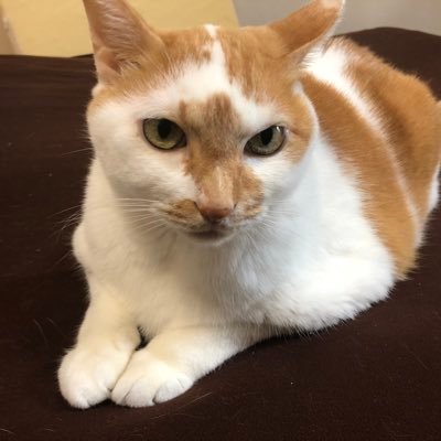 kotubu0626's profile picture. 