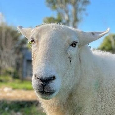Vaident 🐏さんのプロフィール画像