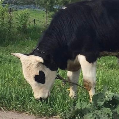 lrgseeed's profile picture. :)