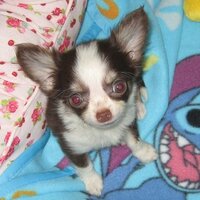 zuzu (@fabioblue) 's Twitter Profile