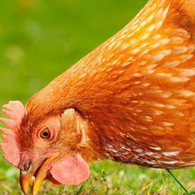 MyzzU__'s profile picture. TOP 17 DEL MUNDO
Discord: myzzu63 xd
21 años por la cresta