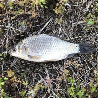 funa_tributary's profile picture. ふな＠ cafesixthsense の臨時垢です