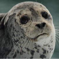 @WideySeal (@wideyseal) 's Twitter Profile Photo @WideySeal (@wideyseal) 's Twitter Profile Photo