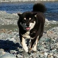 Erina Ito (@erinaito_shiba) 's Twitter Profile Photo Erina Ito (@erinaito_shiba) 's Twitter Profile Photo