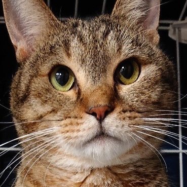 なつかない猫のとらじ きょうもよくがんばったので もうねます おかーさん あとおとーさん おやすみなさい Cat 猫のいる生活 猫 猫写真 猫動画 猫がいる幸せ 猫のいる暮らし 保護猫 Youtube 猫好きさんと繋がりたい Catsoftwitter なつかない猫のとらじ きょうもよくがんばったので もうねます おかーさん あとおとーさん おやすみなさい Cat 猫のいる生活 猫 猫写真 猫動画 猫がいる幸せ 猫のいる暮らし 保護猫 Youtube 猫好きさんと繋がりたい Catsoftwitter