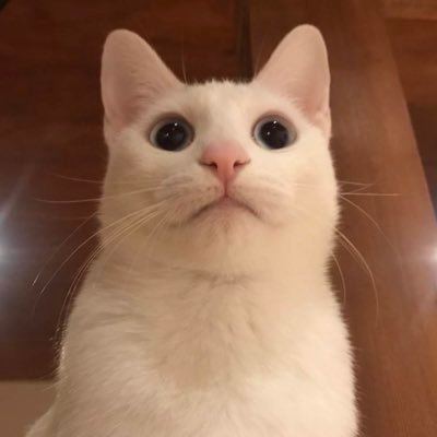 hydrcats's profile picture. 猫5匹と人間2人