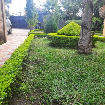 timothythiani's profile picture. 