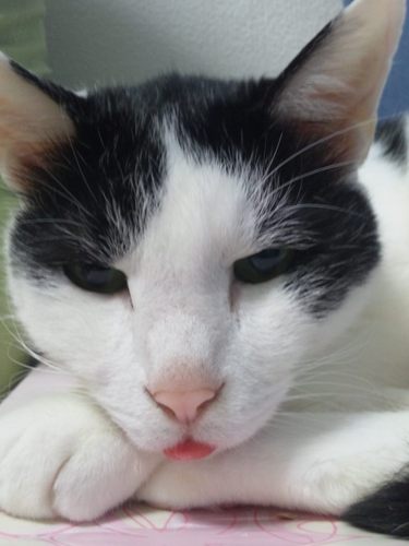 catbike Profile Picture