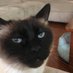 cats with threatening aura (@threateningcat) Twitter profile photo cats with threatening aura (@threateningcat) Twitter profile photo