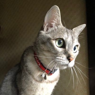 AKEMIさんのプロフィール画像