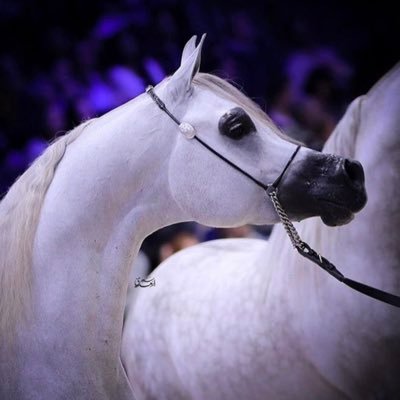 صلوا على من بكى شوقاً لرؤيتناﷺ