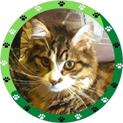 Kedim FİP hastası.Yürüyemiyor,tuvaletini zor yapiyor.Tedavisi uzun- pahalı,karşılayamıyorum.Yaşamasi için lütfen bize yardım edin.
 instagram: fipli.kedim.ariel