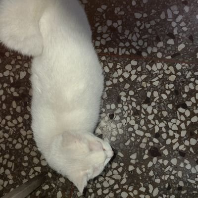 Mas_Cengceng's profile picture. TOP
akun lama di  BLOK karena banyak foto bugil gua ....  Follow kembali gays ...