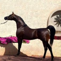 WEJ.S (@weejsaud) 's Twitter Profile