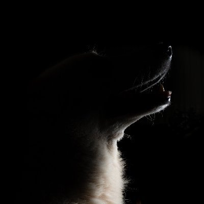 Gi0M03's profile picture. Software developer